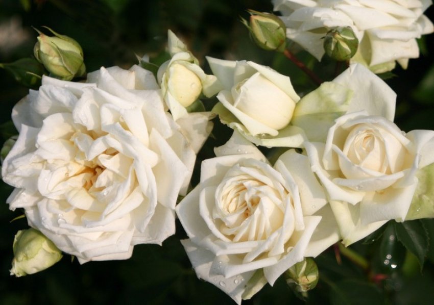 Ilse Krohn Superior Ilse Krohn Superior