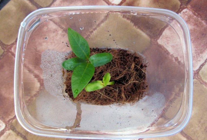 Росток плюмерії Росток плюмерії