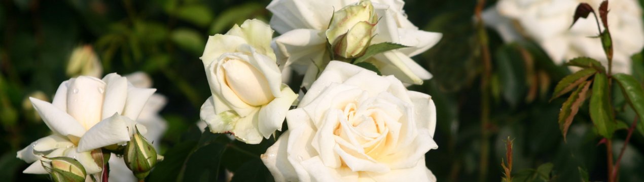 Кращі сорти троянд Кордеса і їх вирощування