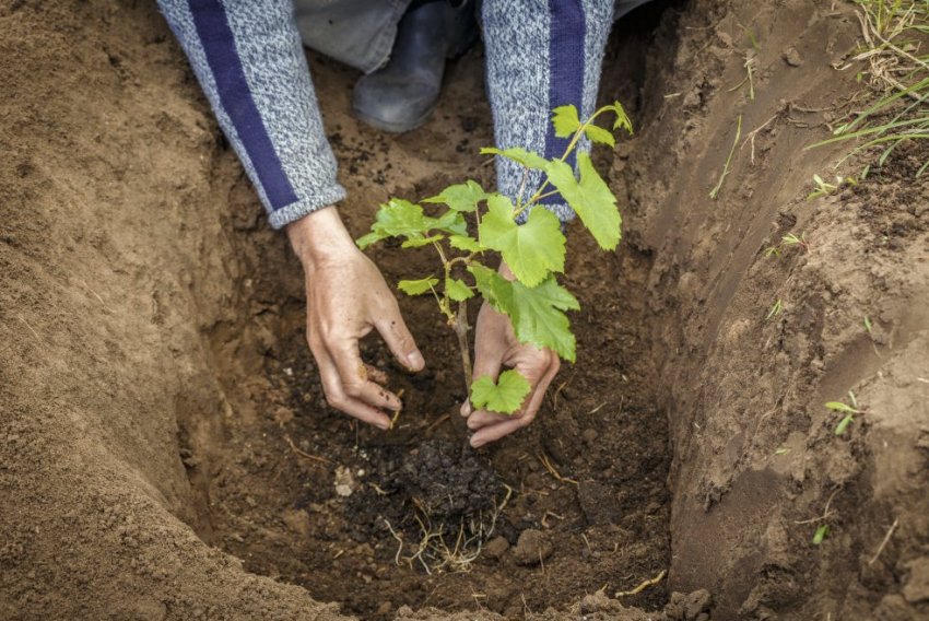 Посадка винограду Посадка винограду
