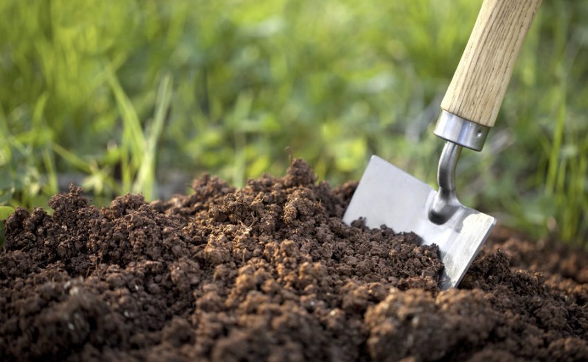 Грунт для посадки винограду Грунт для посадки винограду