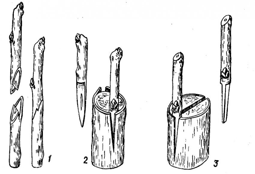 Щеплення живців Щеплення живців