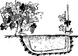 розмноження відводками розмноження відводками