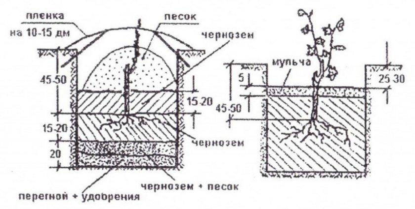 Посадка винограда Посадка винограда
