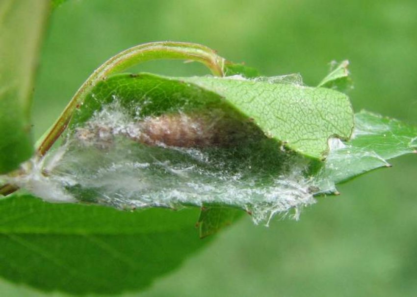 Розанная листовійка Розанная листовійка