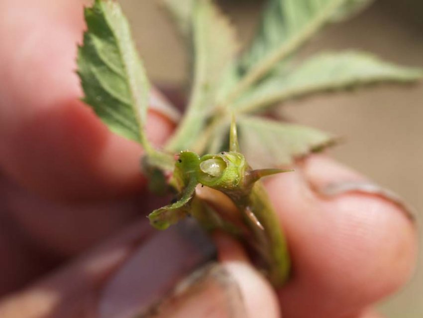 Личинка розанного пильщика Личинка розанного пильщика