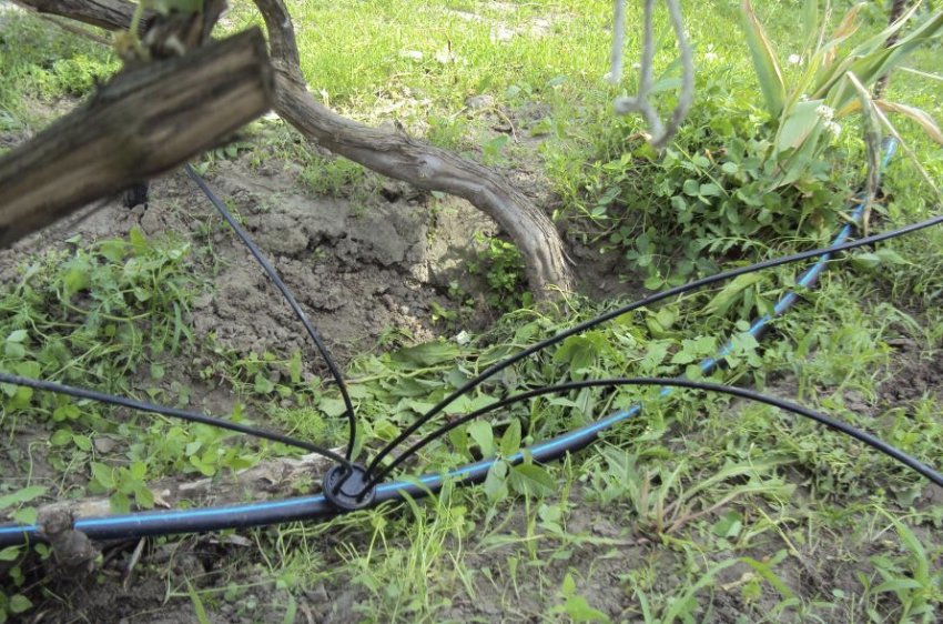 Полив винограду Полив винограду