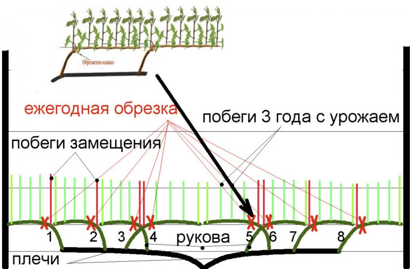 Обрезка винограда Обрезка винограда