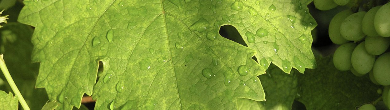 Сорт винограду «Низина»: опис та фото