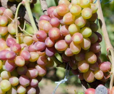 Сорт винограду Рута. Опис та фото