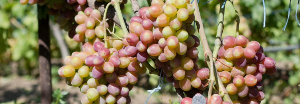 Виноград Рута  описание отличий , особенности винограда Рута