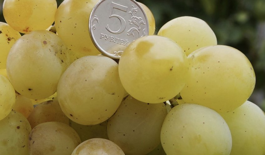 Виноград Кеша мускатний