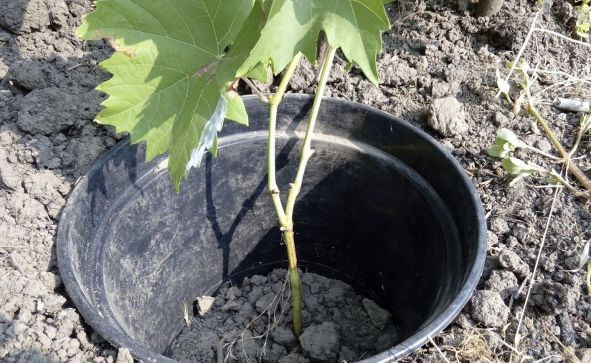 Посадка винограду