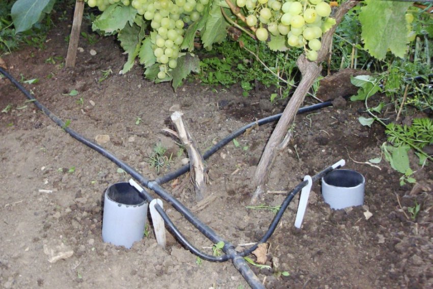 Полив винограду