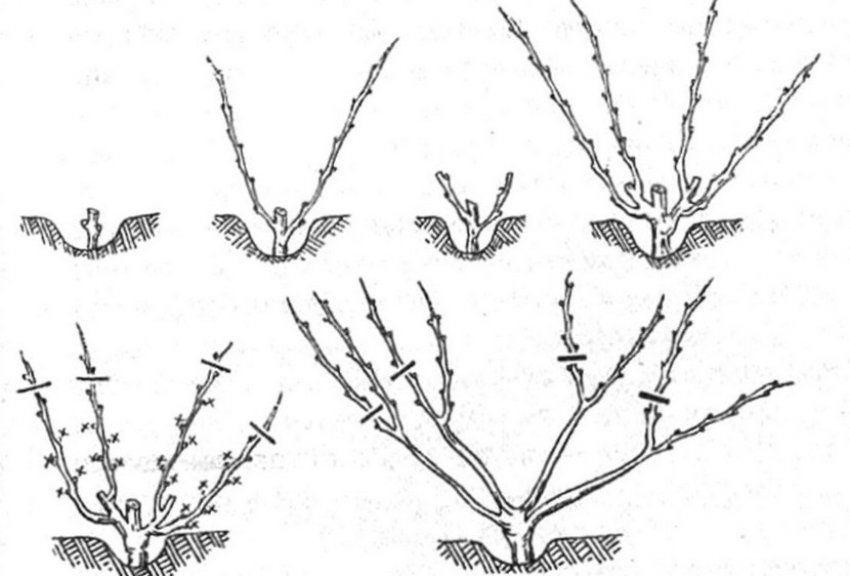 Обрізка винограду