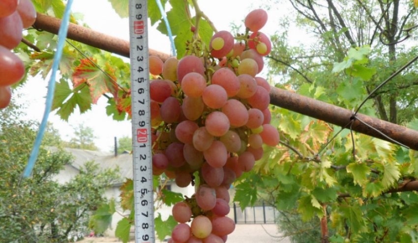 Сорт винограду Рута Сорт винограду Рута