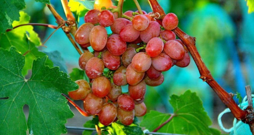 Сорт винограду Рута Сорт винограду Рута