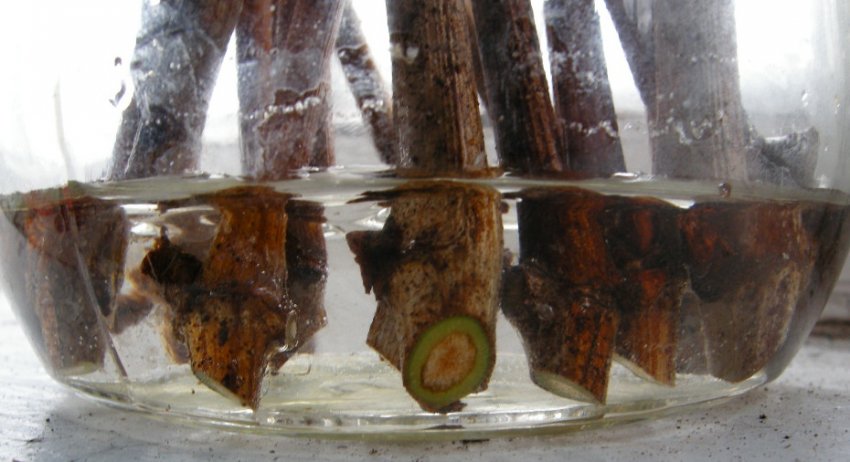 Живці винограду Живці винограду