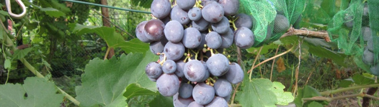 Сорт винограду Рофшор