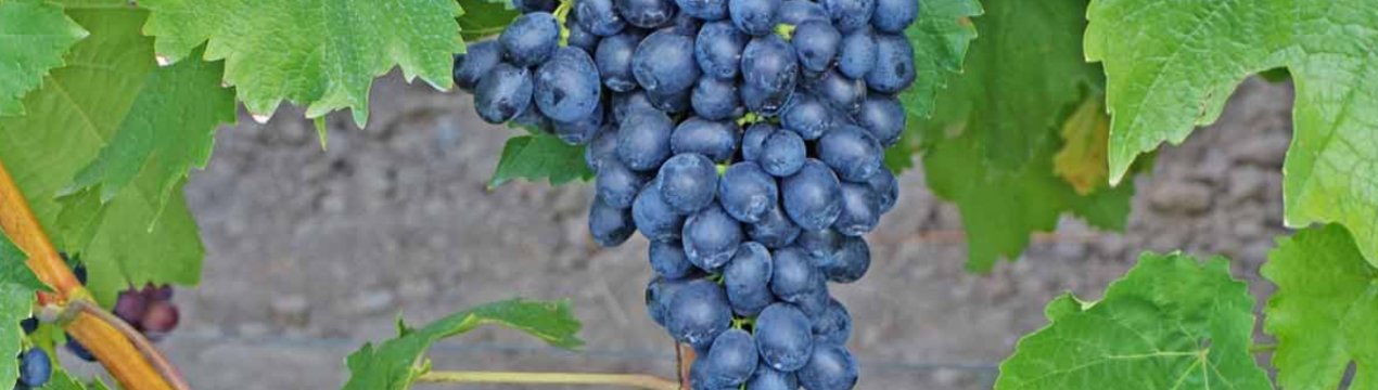 Виноград Аттика Кишмиш: опис та характеристика сорту