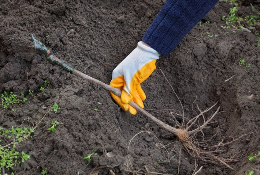 Посадка саджанців винограду