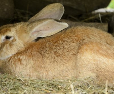 Які породи кроликів краще розводити на м'ясо в домашніх умовах