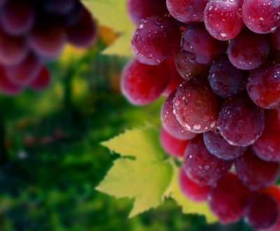 Сорт винограду Сенатор (Павловського)