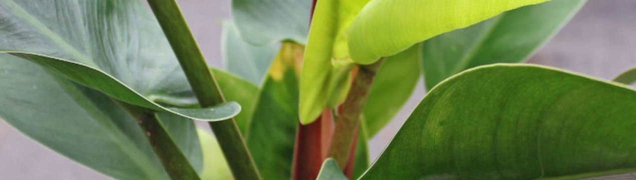 Види філодендрони та особливості догляду за ними