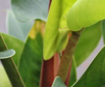 Види філодендрони та особливості догляду за ними