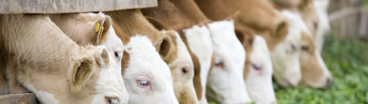 Особливості годівлі корів у зимовий період