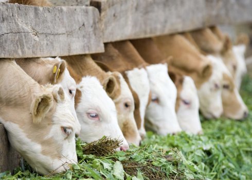 Особливості годівлі корів у зимовий період
