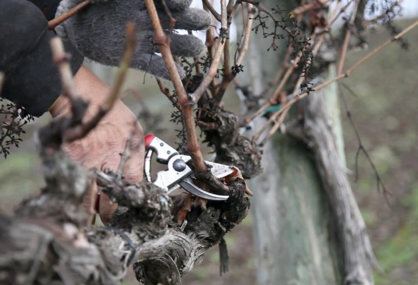 Обрізка винограду