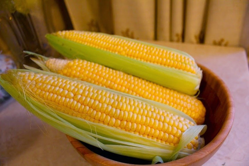 Польза и вред сырой кукурузы