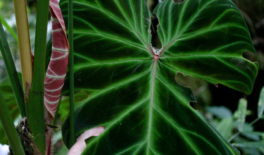 Бородавчастий