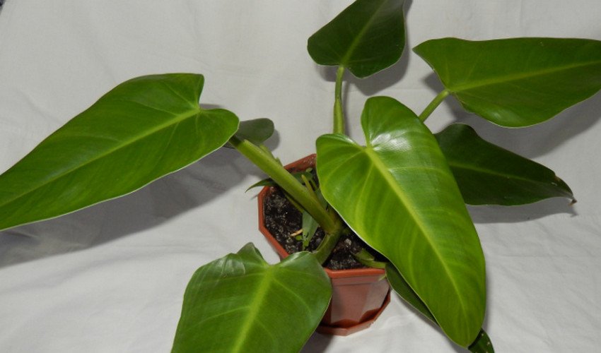 Списоподібний