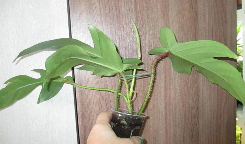 Чешуеносний