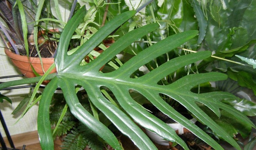 Витончений