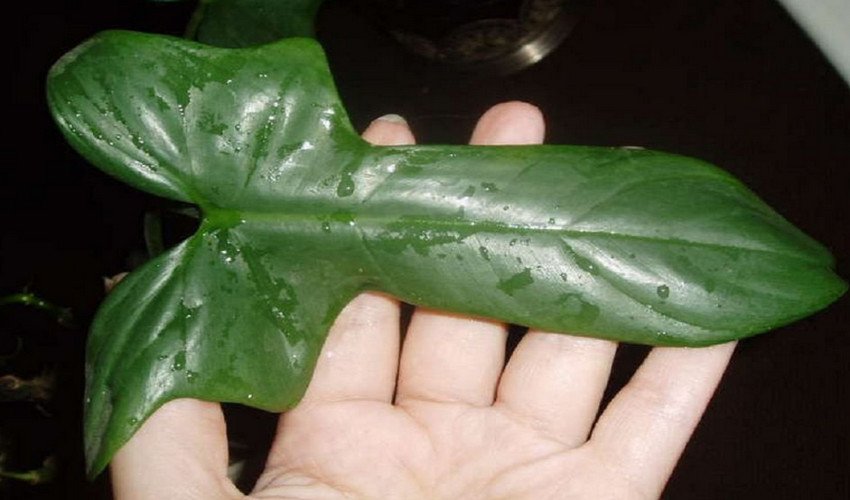 Гітаровідний