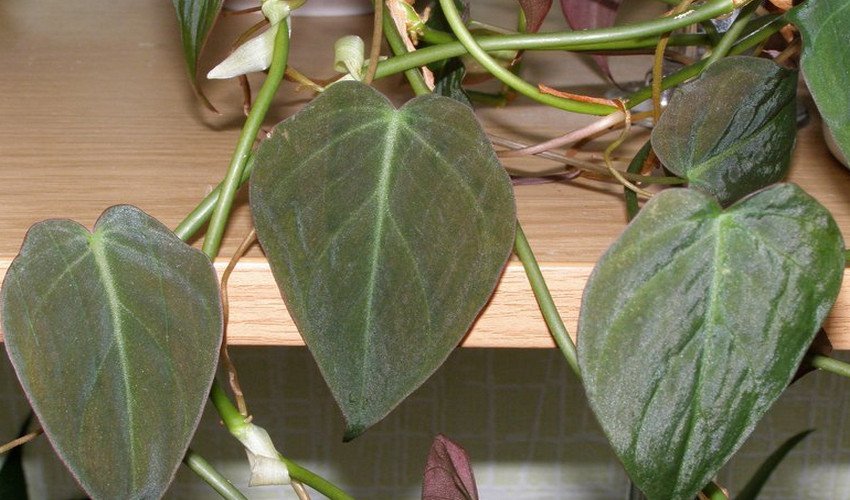 Золотисто-чорний Андре