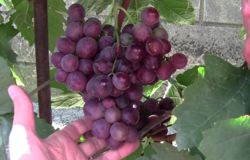 Виноград Сенатор Павловського