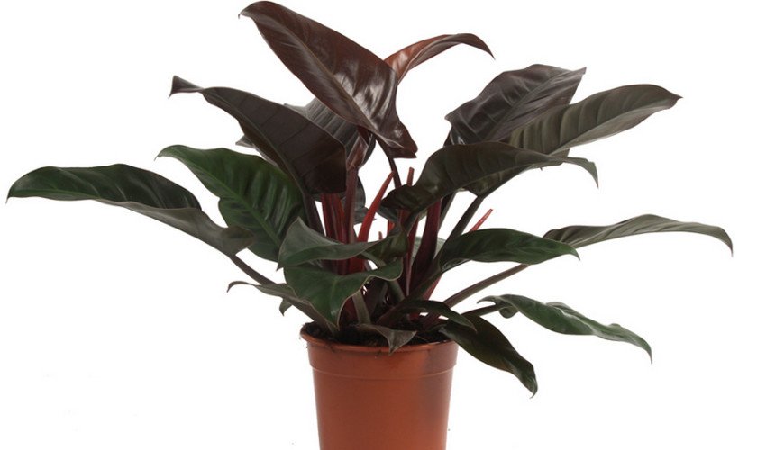 Ред Емеральд