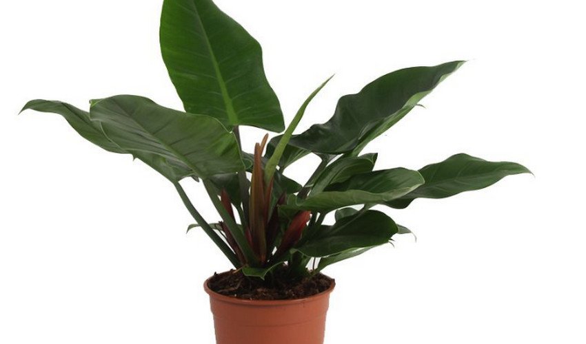 Імперіал Грін