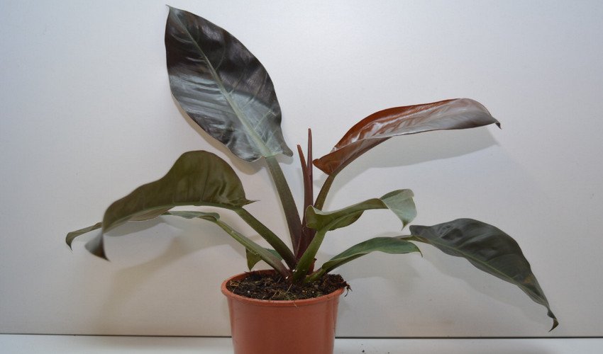 Імперіал Ред.