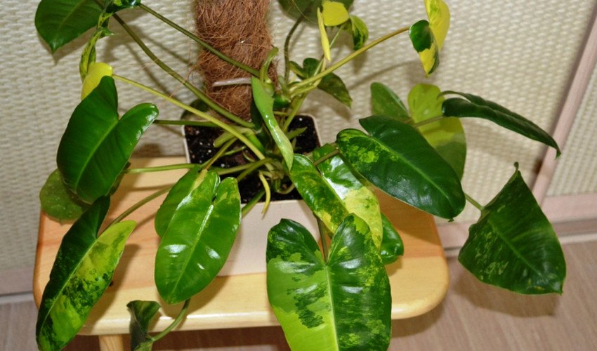 Бурле Маркс