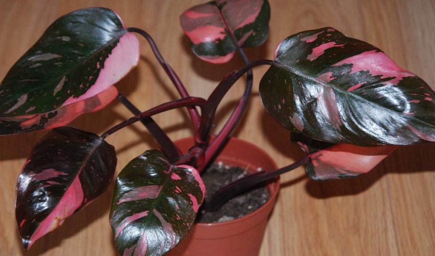 Рожева Принцеса