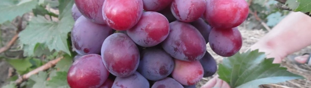 Сорт винограду «Еверест»