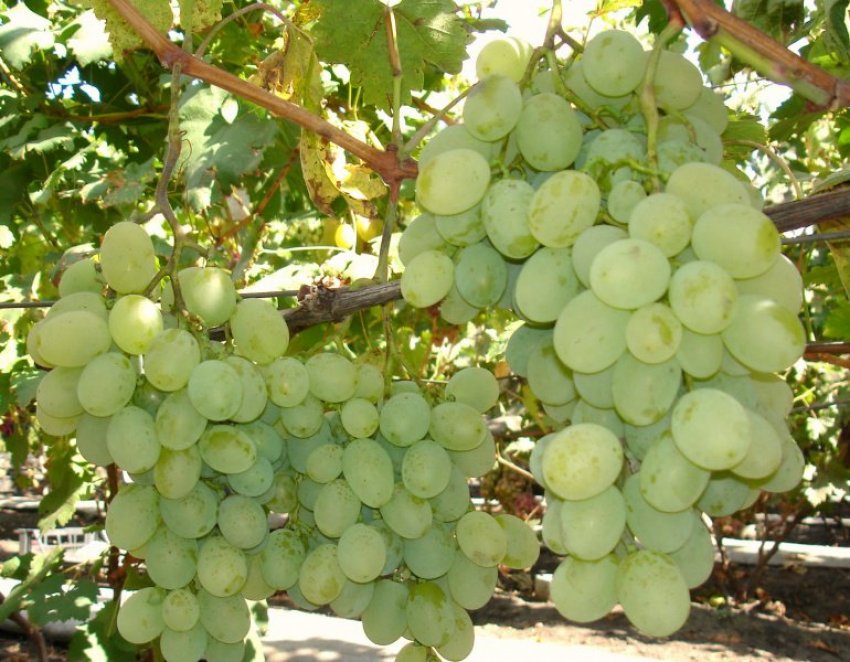 Виноград захват білий