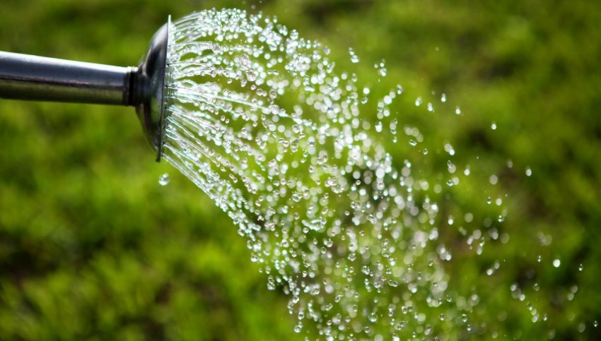 Полив Полив