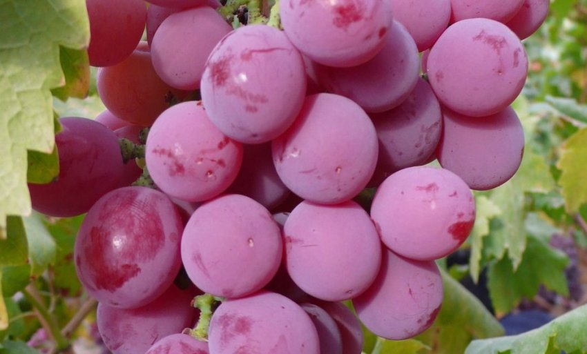 Виноград захват червоний