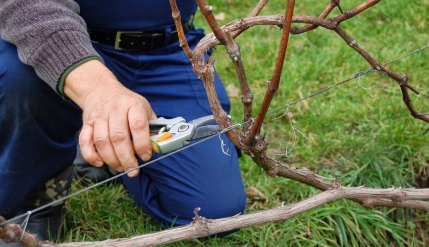 Обрізка винограду Обрізка винограду
